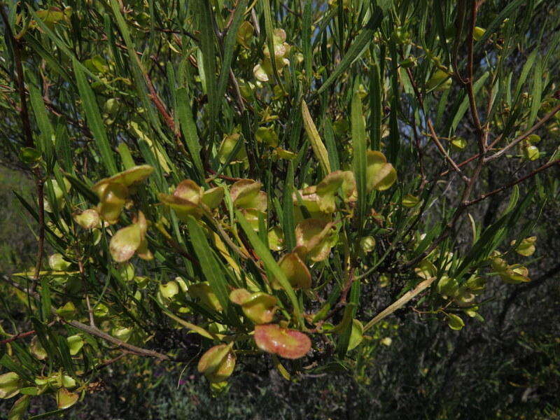 Image of Dodonaea viscosa subsp. viscosa