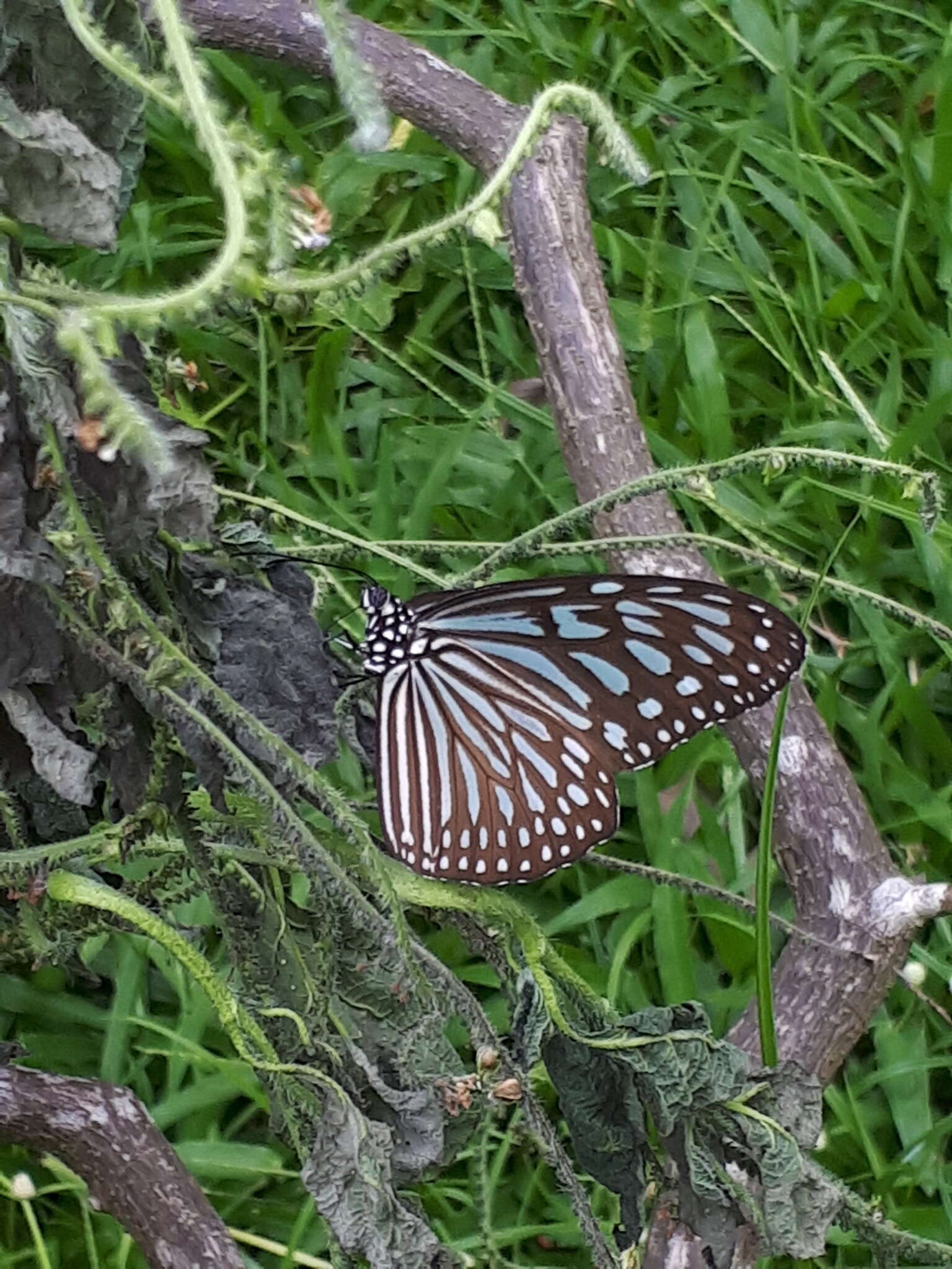 Imagem de Ideopsis vulgaris Butler 1874