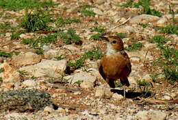 Imagem de Chersomanes Cabanis 1851