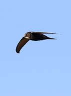 Image of African White-rumped Swift