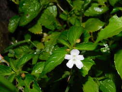 Image of Impatiens platypetala subsp. nematoceras (Miq.) Steen.