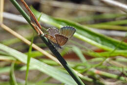 Image de Theclinesthes serpentata (Herrich-Schäffer 1869)