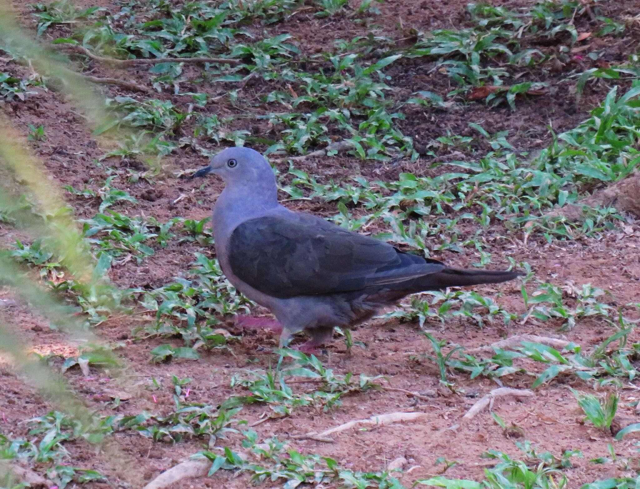 Image of Plumbeous Pigeon