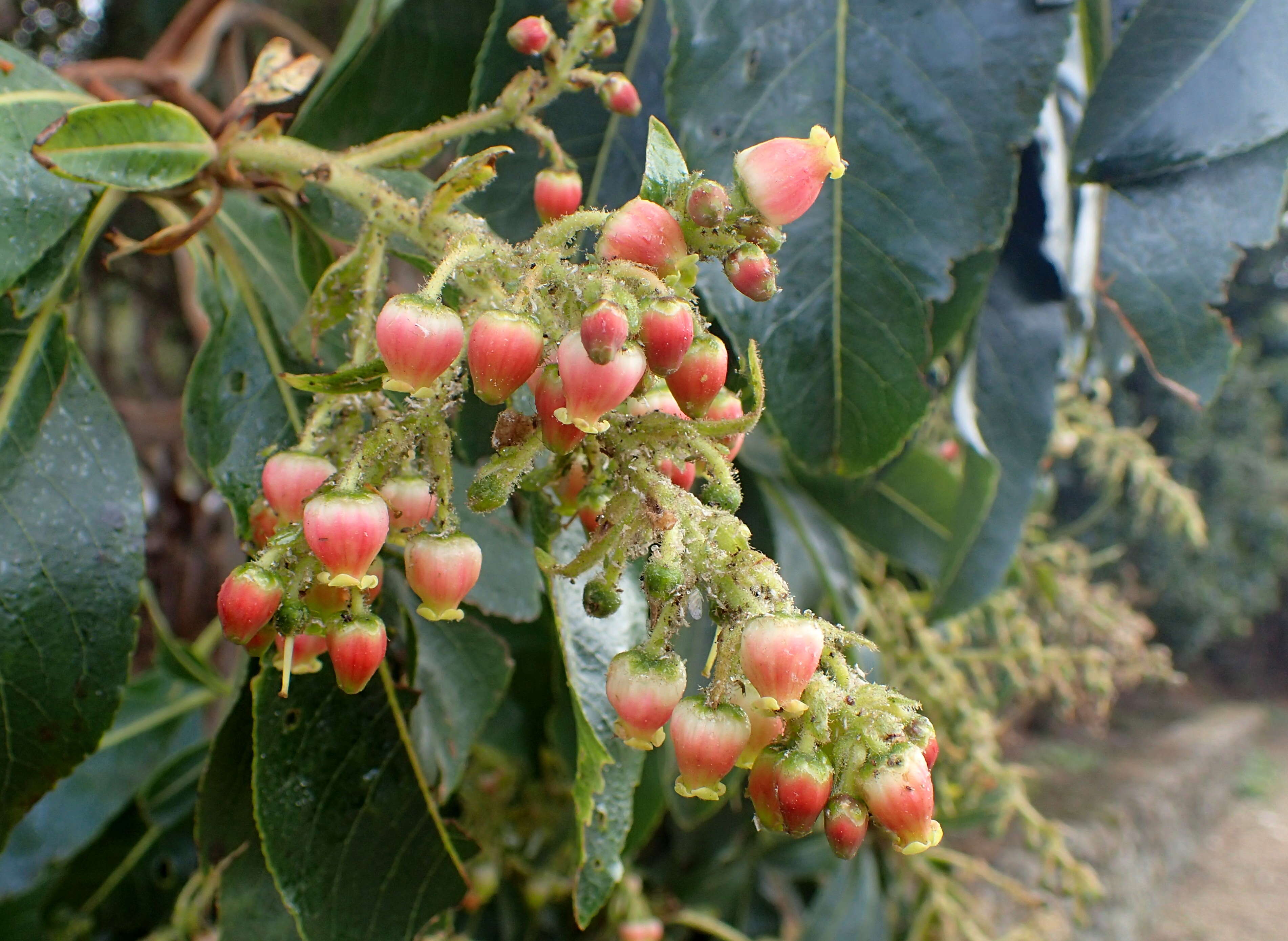 Imagem de Arbutus canariensis Duham.