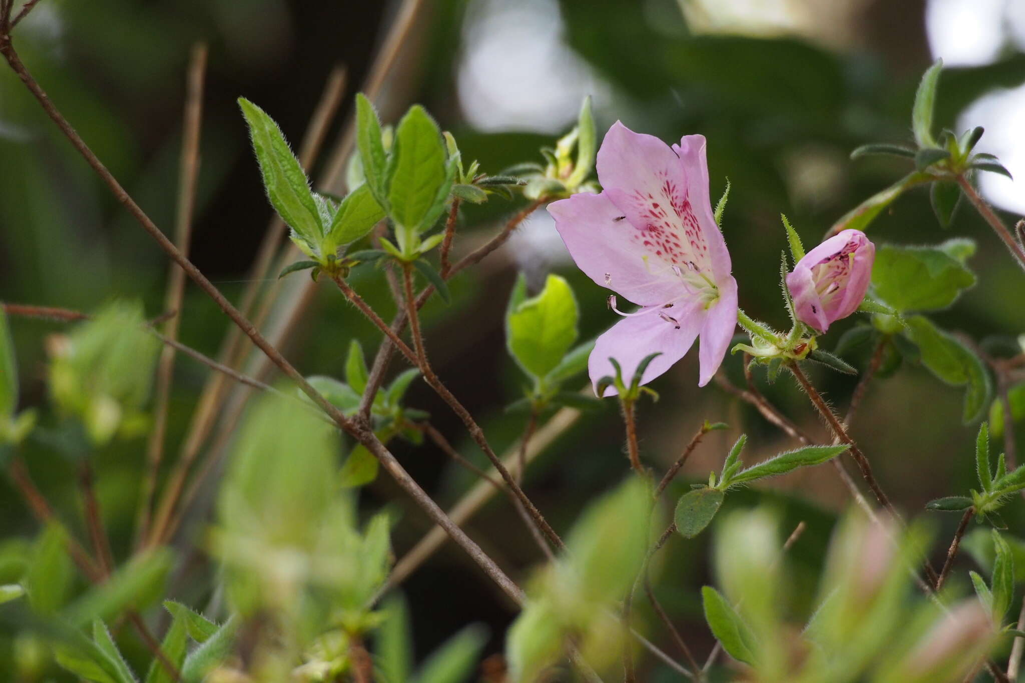 Plancia ëd Rhododendron macrosepalum Maxim.