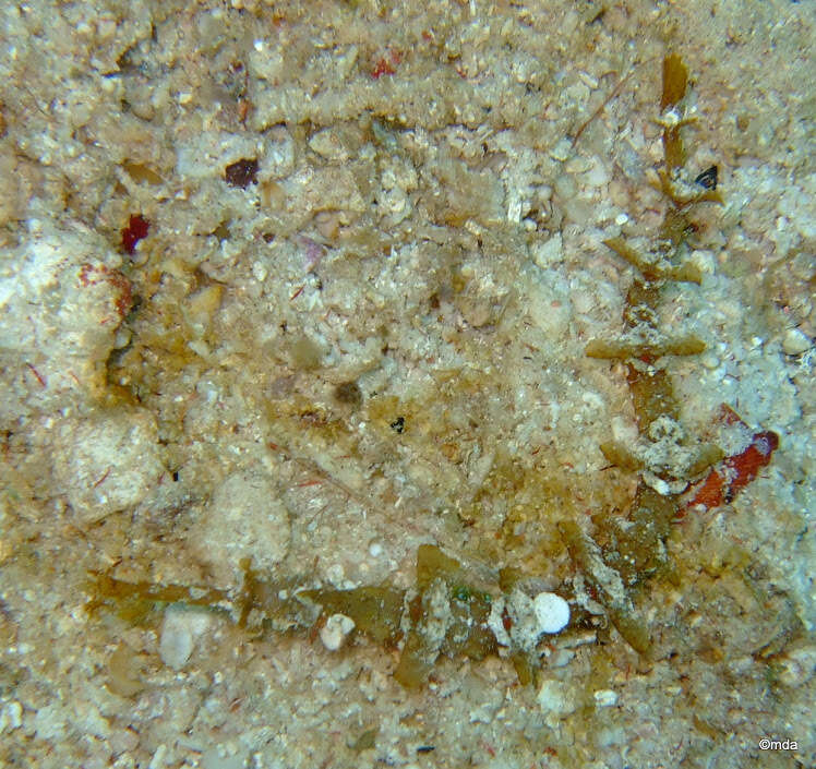 Image of Dusky Pipefish