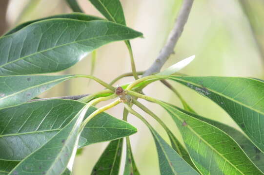 Image of Sideroxylon salicifolium (L.) Lam.