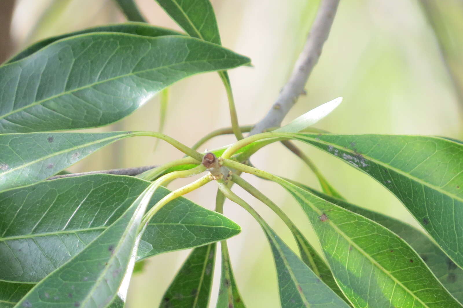 Image de Sideroxylon salicifolium (L.) Lam.