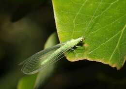 Image of Green lacewing