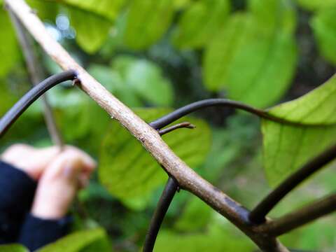 Image of Litsea calicaris (A. Cunn.) Benth. & Hook. fil. ex Kirk