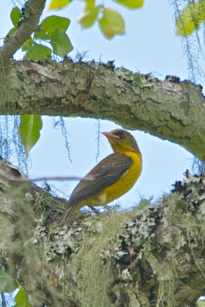 Image of Olive-headed Weaver