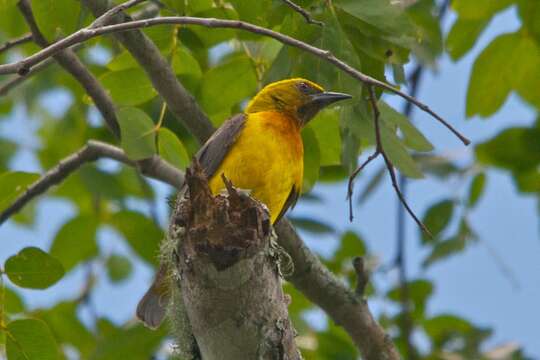 Image of Olive-headed Weaver