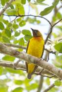 Image of Olive-headed Weaver