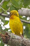 Image of Olive-headed Weaver