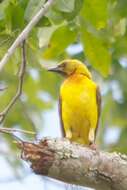 Image of Olive-headed Weaver