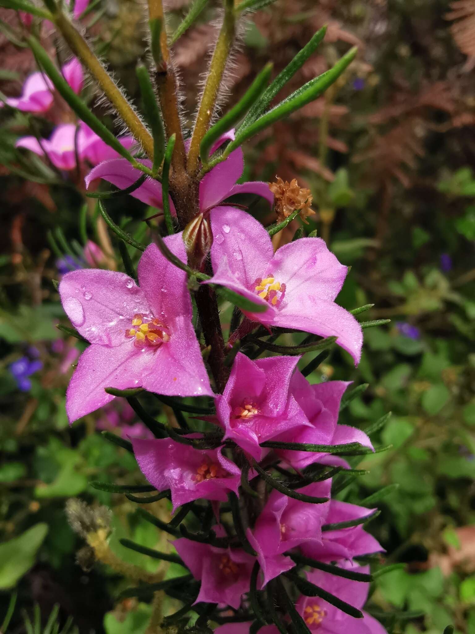 صورة Boronia stricta Bartling