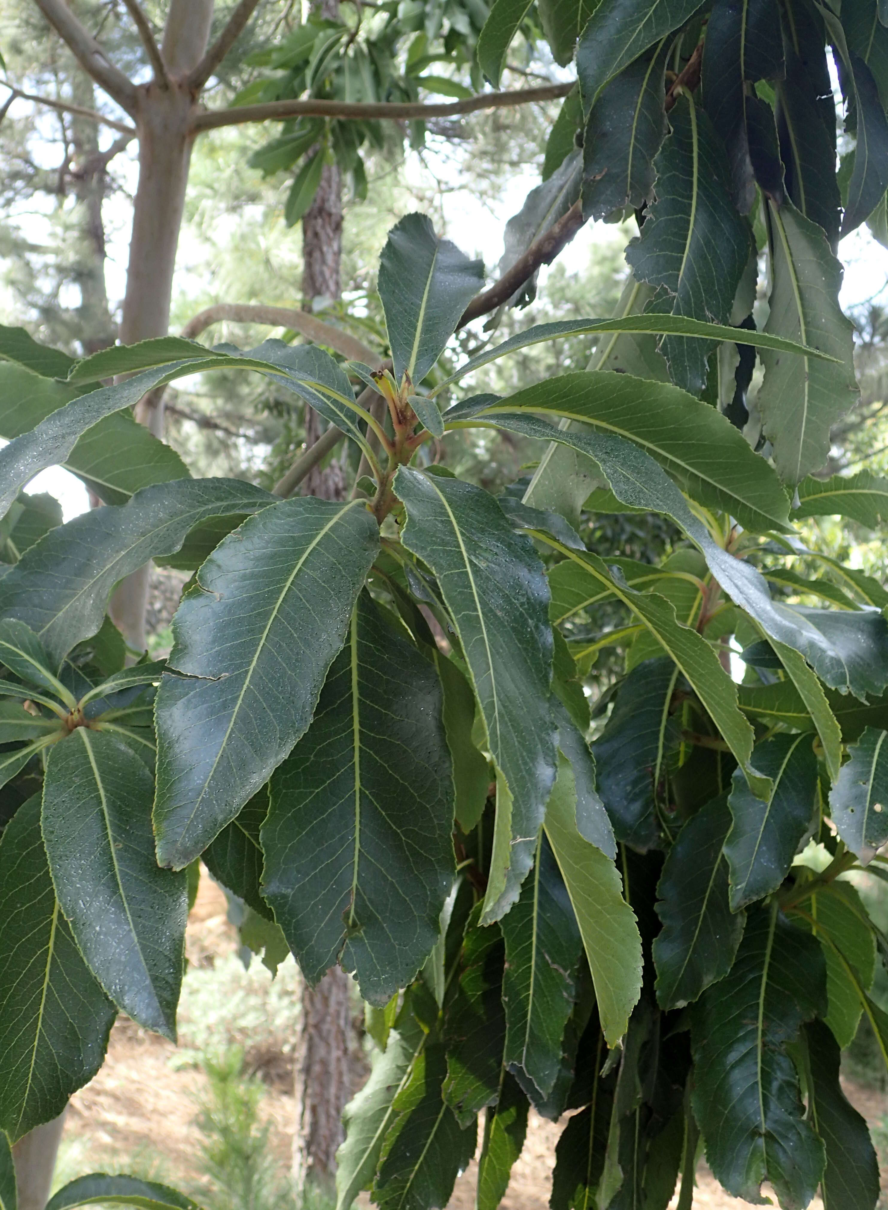 Imagem de Arbutus canariensis Duham.