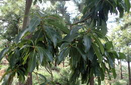 Imagem de Arbutus canariensis Duham.