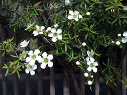 Sivun Leptospermum polygalifolium subsp. polygalifolium kuva