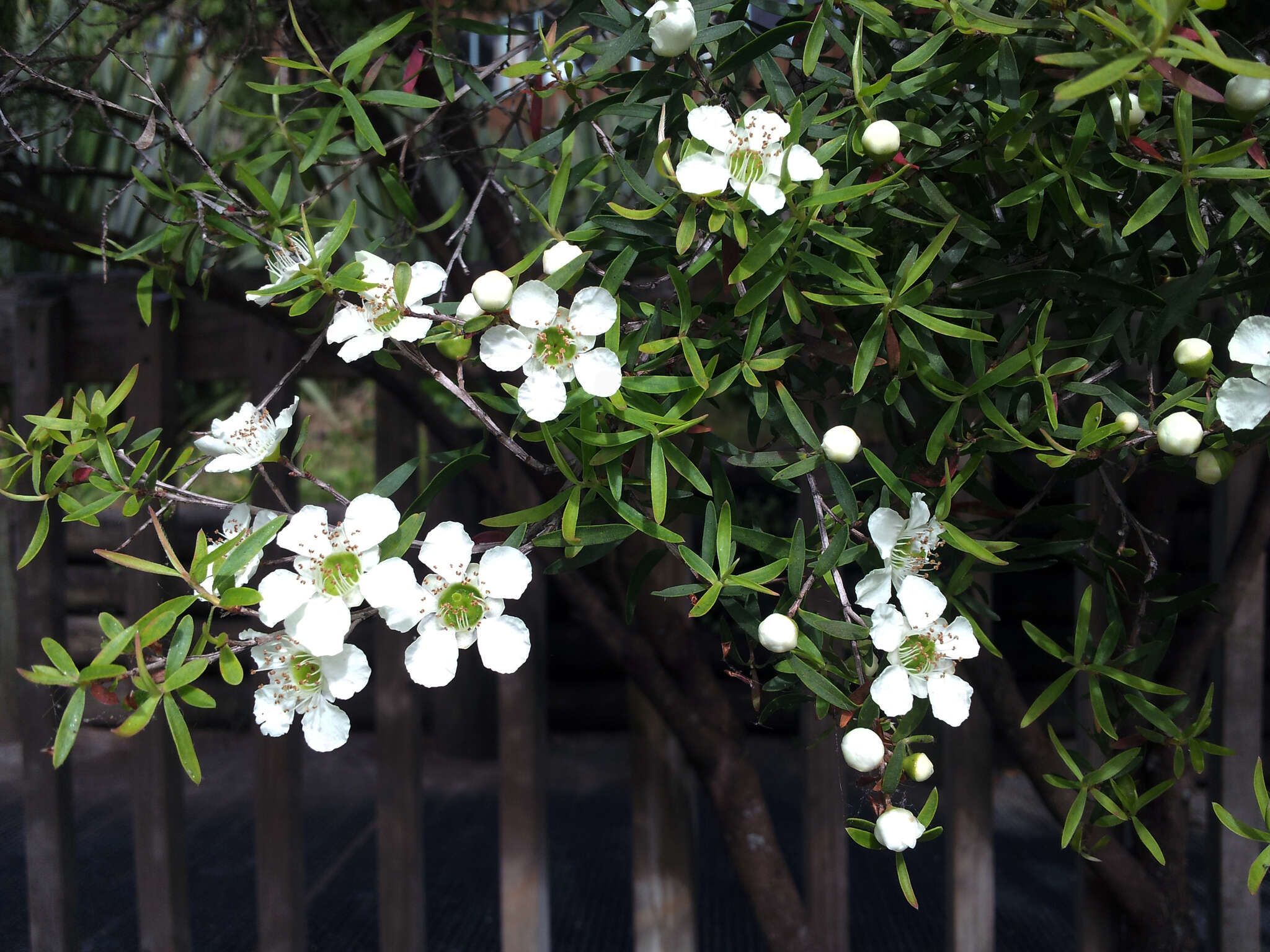 Sivun Leptospermum polygalifolium subsp. polygalifolium kuva