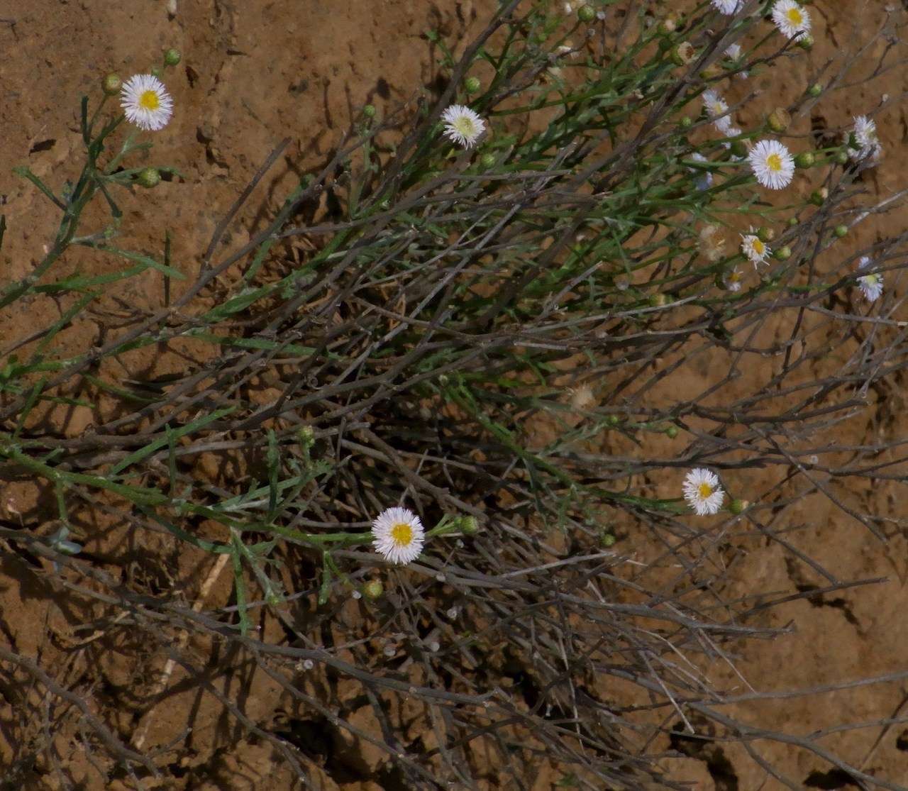 Image of Minuria denticulata (DC.) Benth.