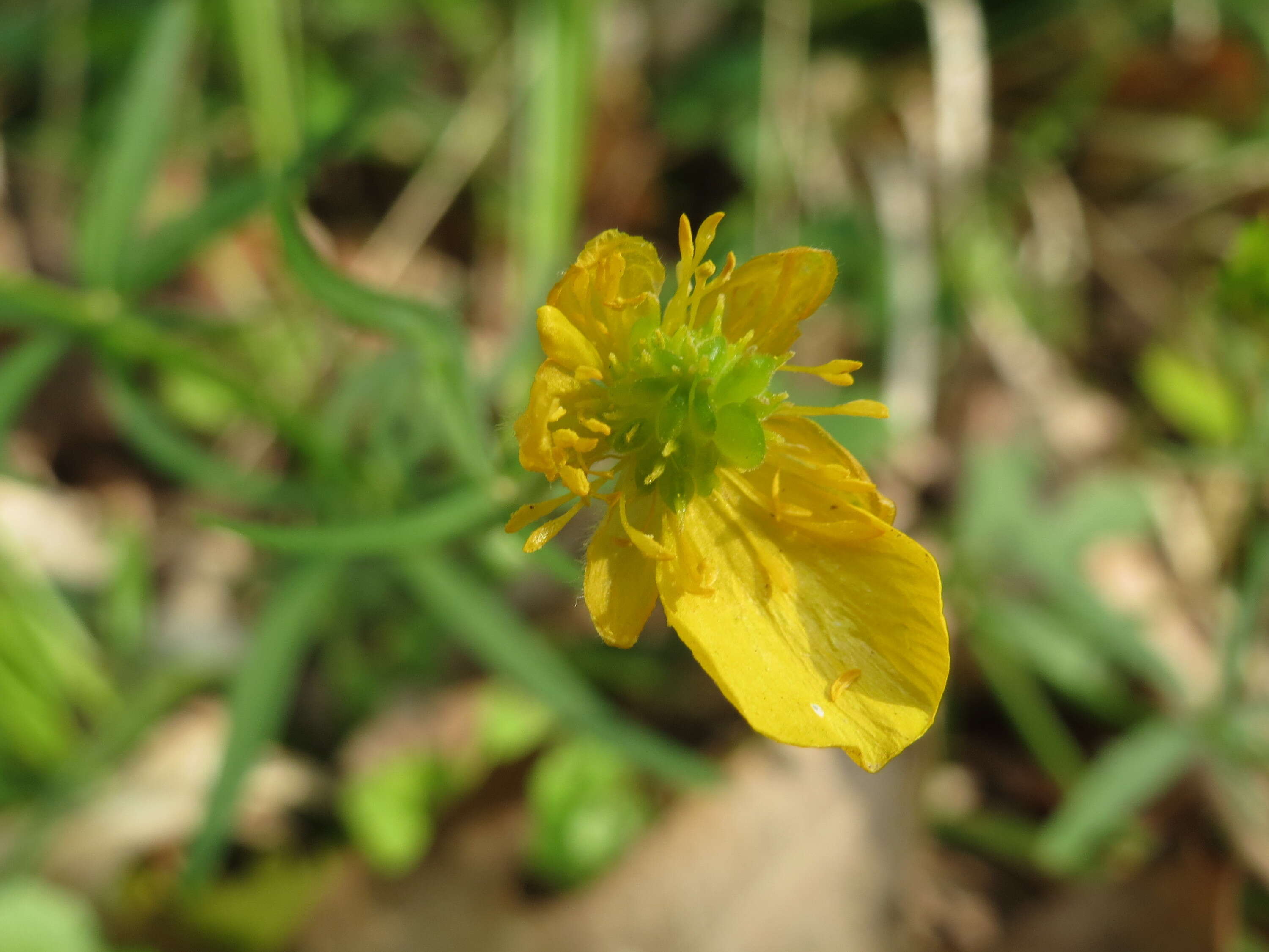 Image de Renoncule tete d'or