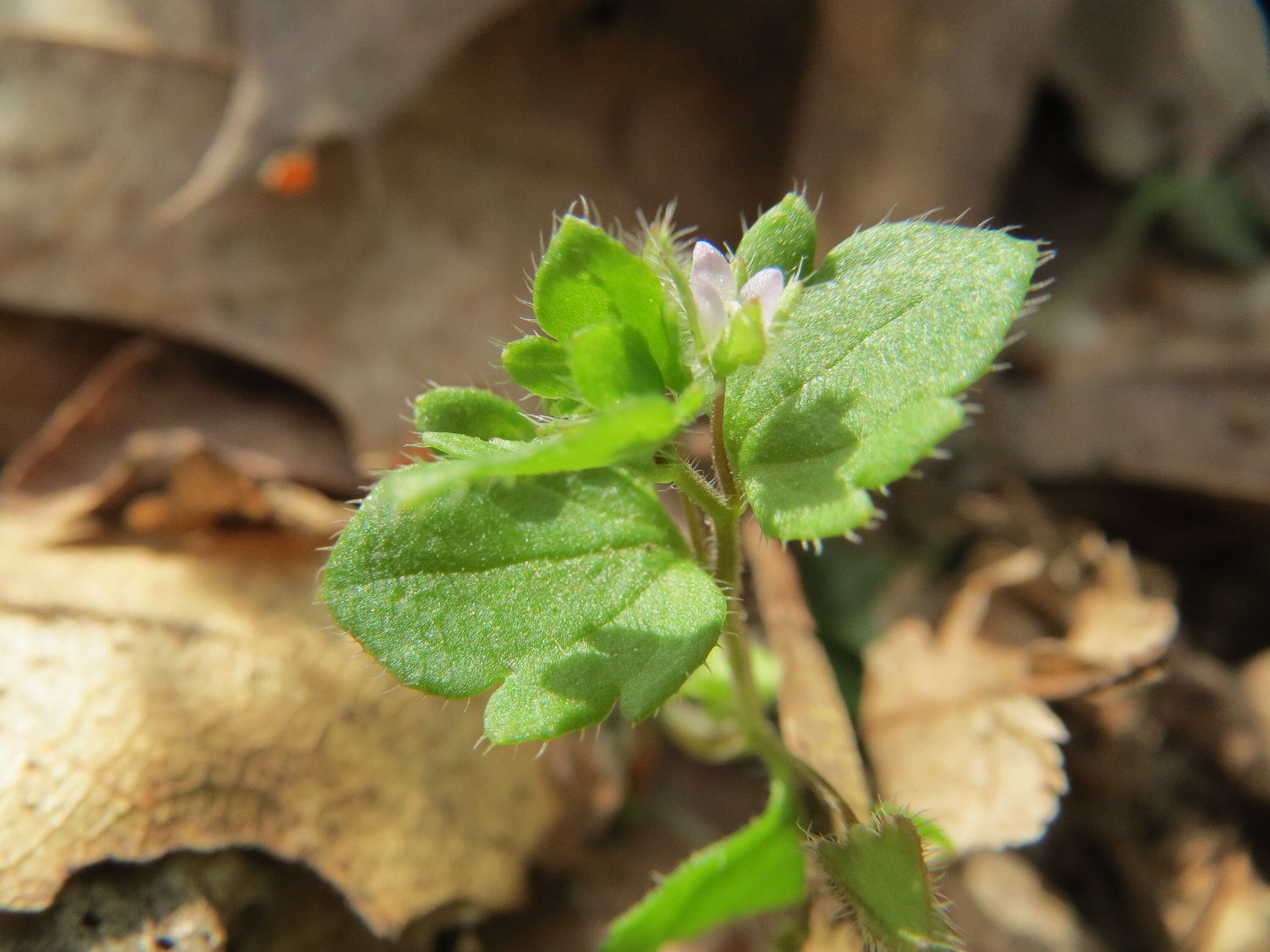 Image of ivy-leaved speedwell