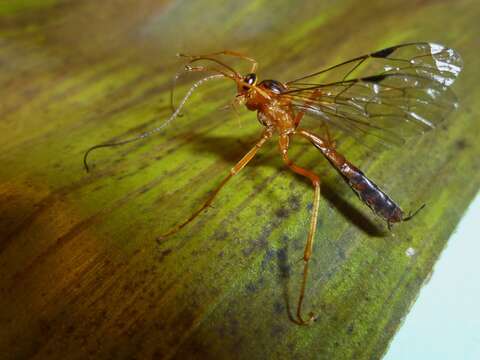 Image of Netelia ephippiata (Smith 1876)