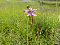 Image de Cynorkis uniflora Lindl.