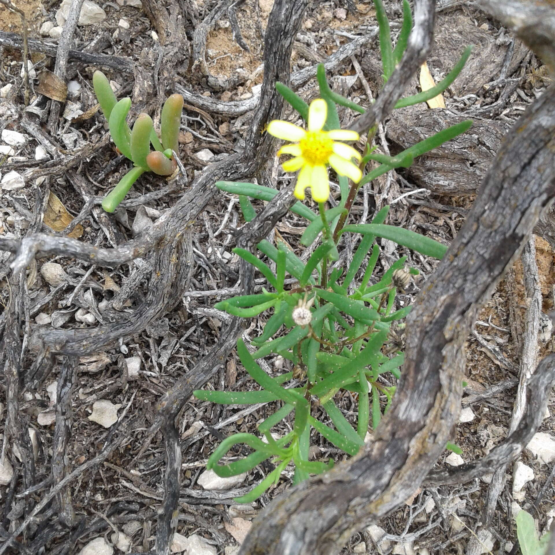 Senecio spanomerus I. Thomps. resmi