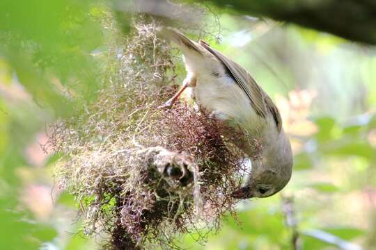 Image of Woodpecker Finch