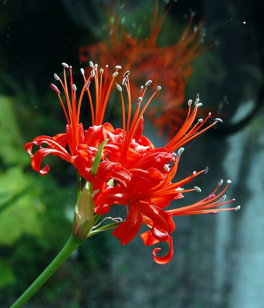 Image of Nerine sarniensis (L.) Herb.