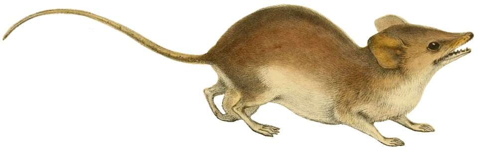 Image of White-footed Dunnart