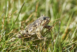 Image of Challhuaco frog