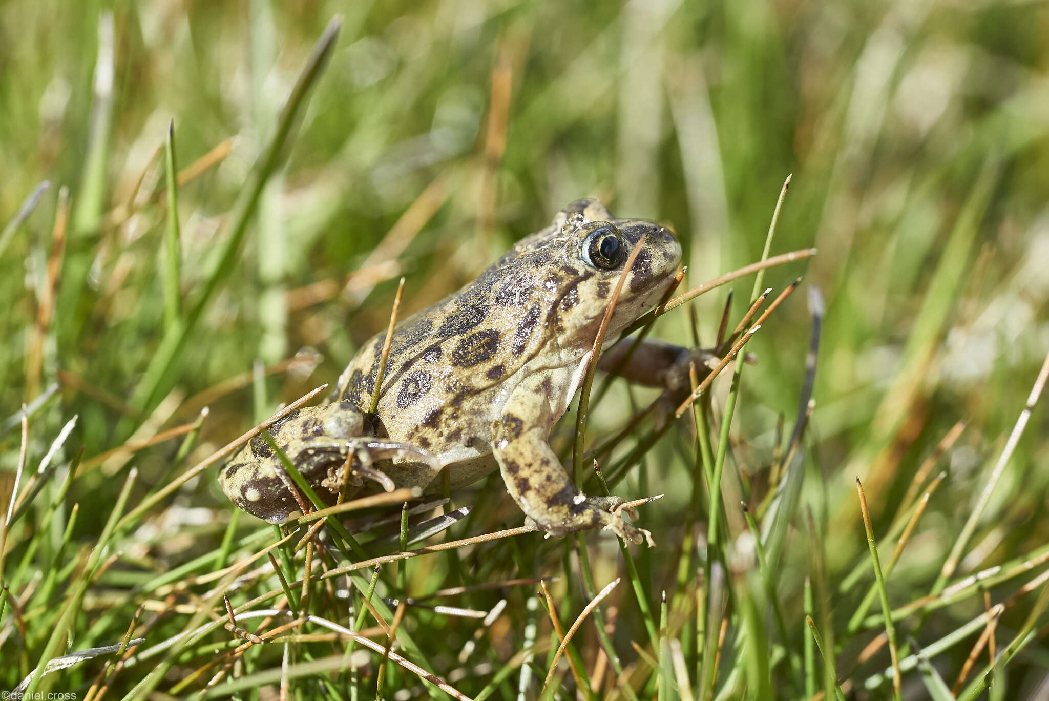 Image of Challhuaco frog