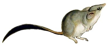 Image of Red-tailed Phascogale