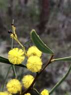 صورة Acacia gladiiformis A. Cunn. ex Benth.