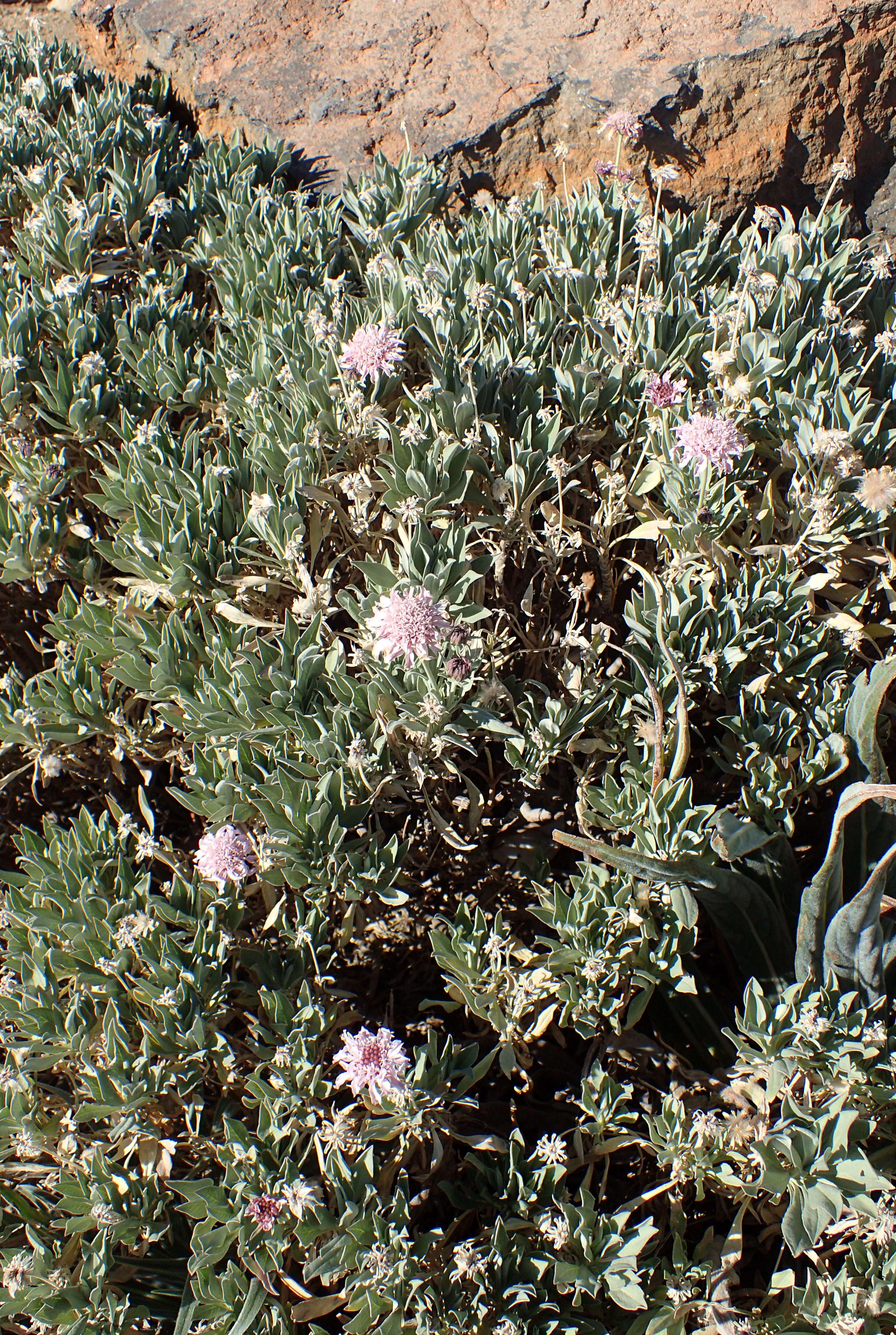 Image of Pterocephalus lasiospermus Link