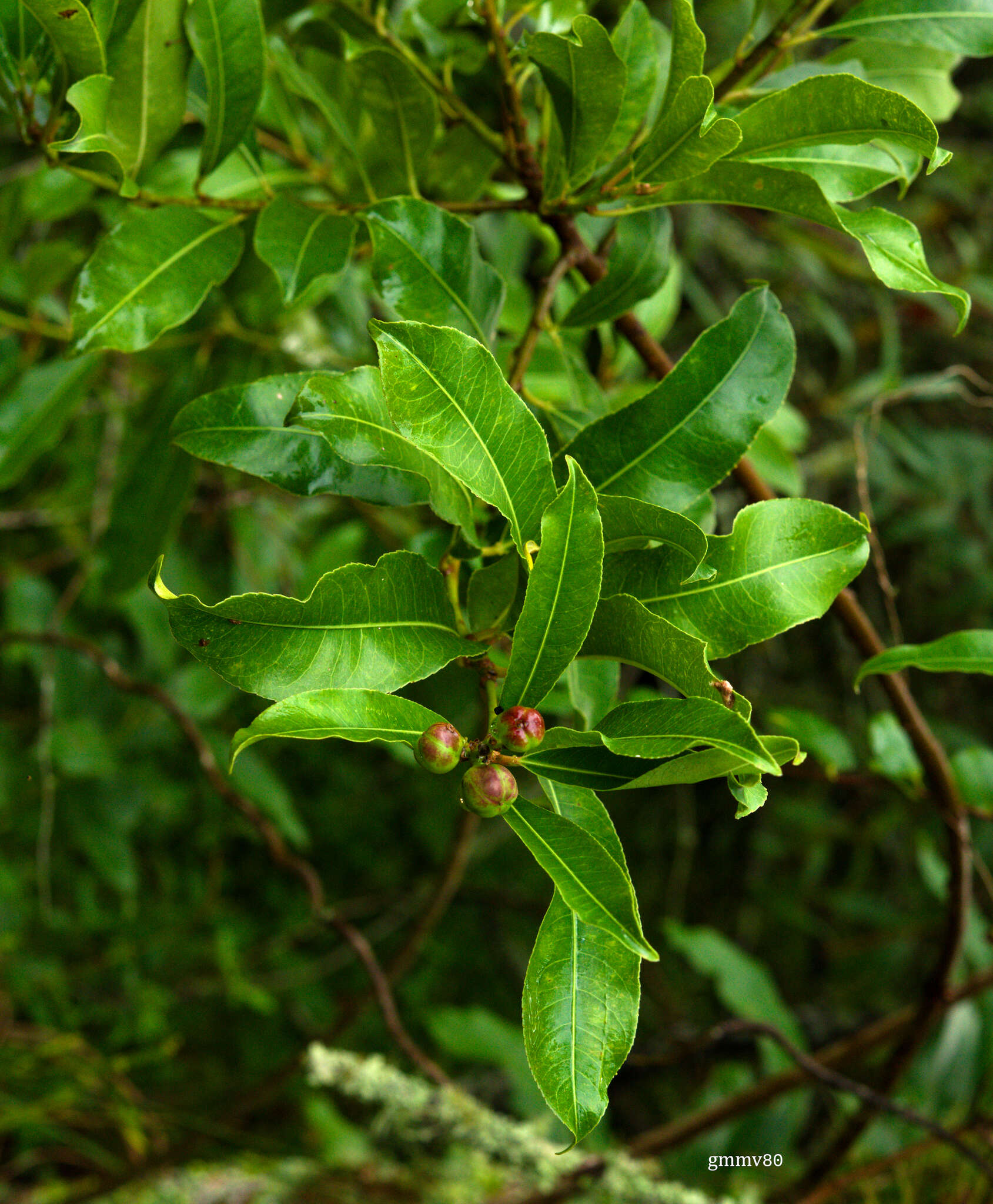 صورة Sapium glandulosum (L.) Morong