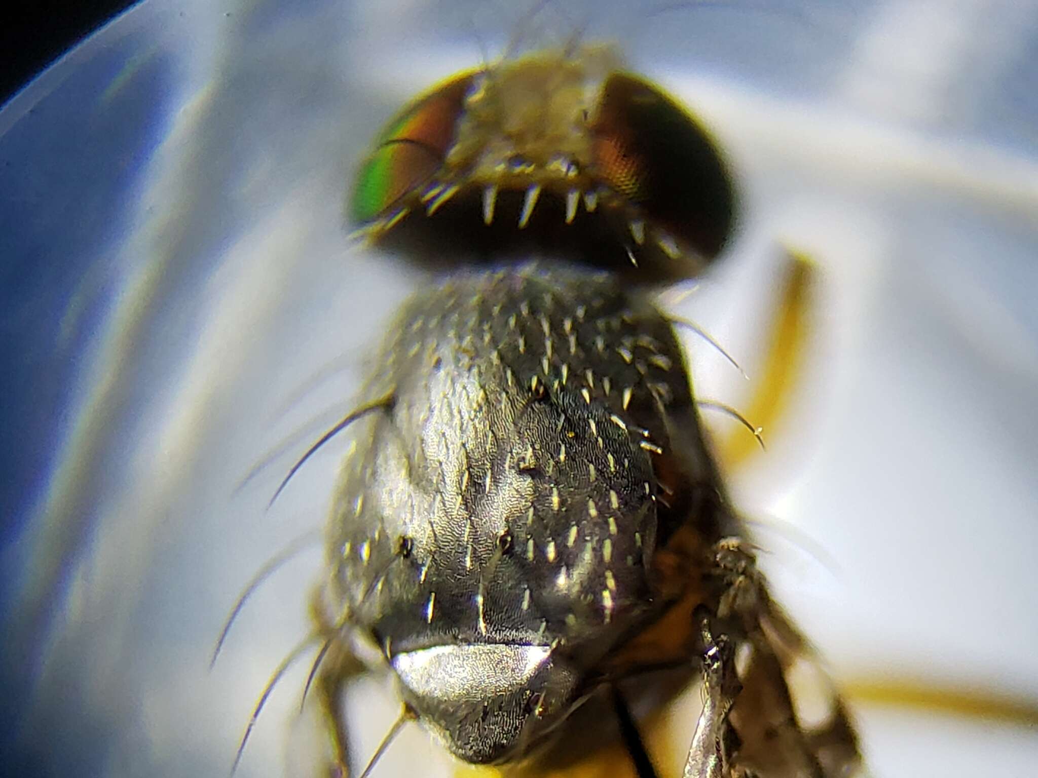 Image of Xanthaciura insecta (Loew 1862)