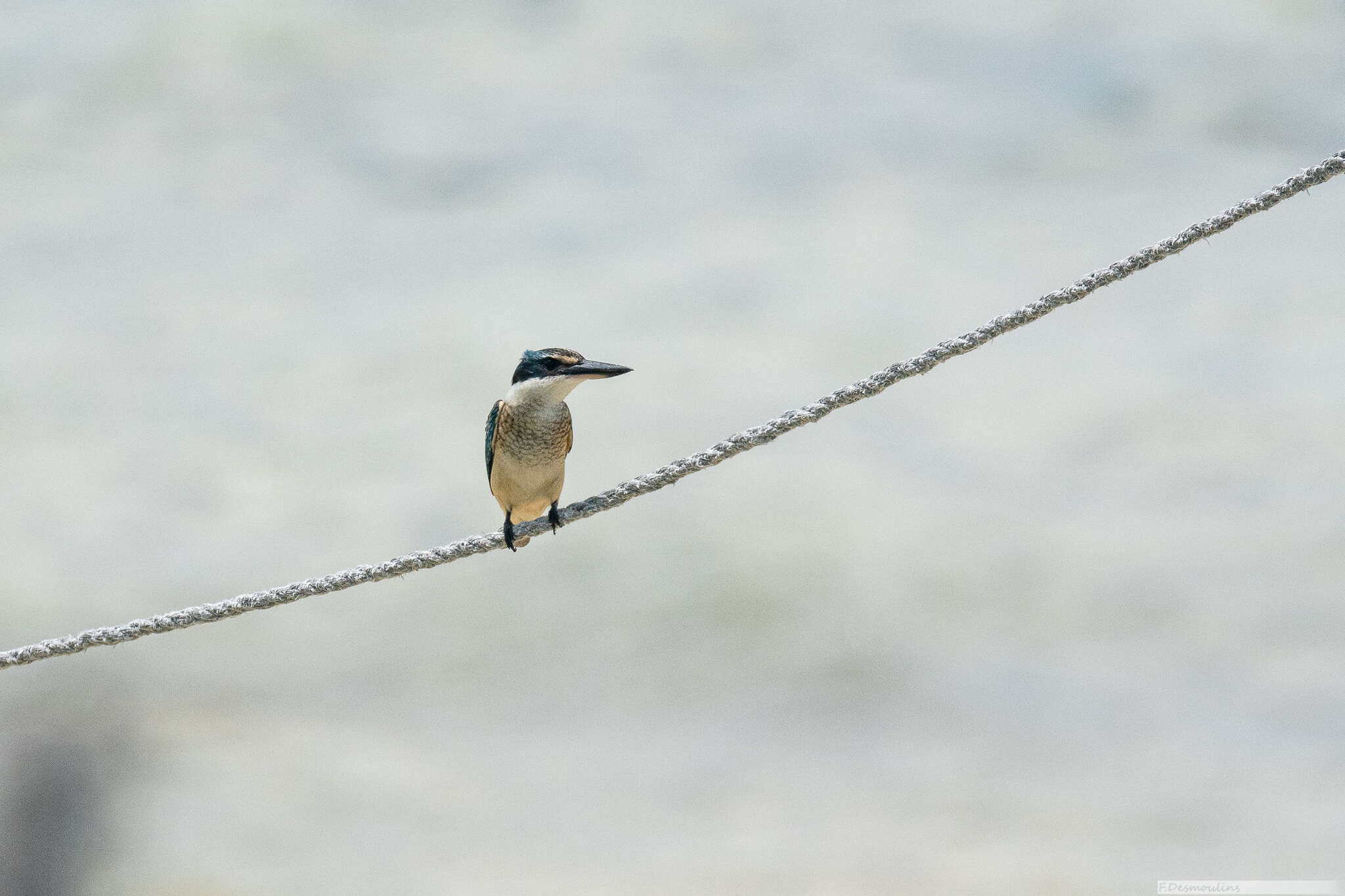 Image of Todiramphus sanctus canacorum (Brasil & L 1916)