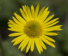 Imagem de Doronicum orientale Hoffm.