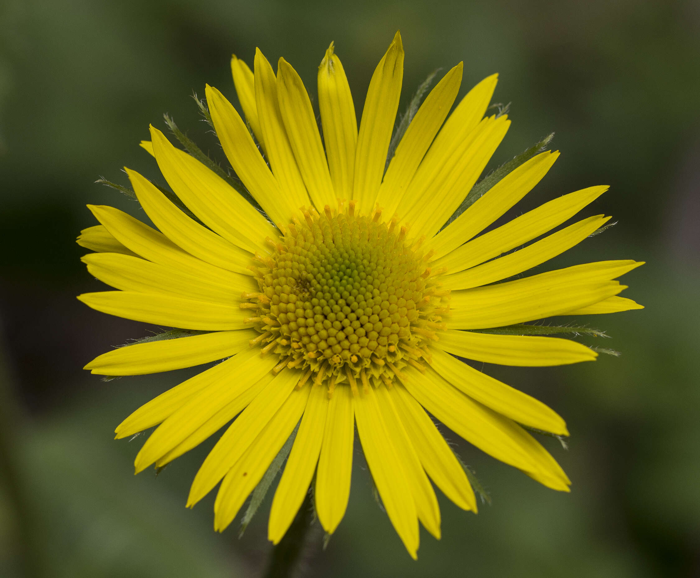 Imagem de Doronicum orientale Hoffm.