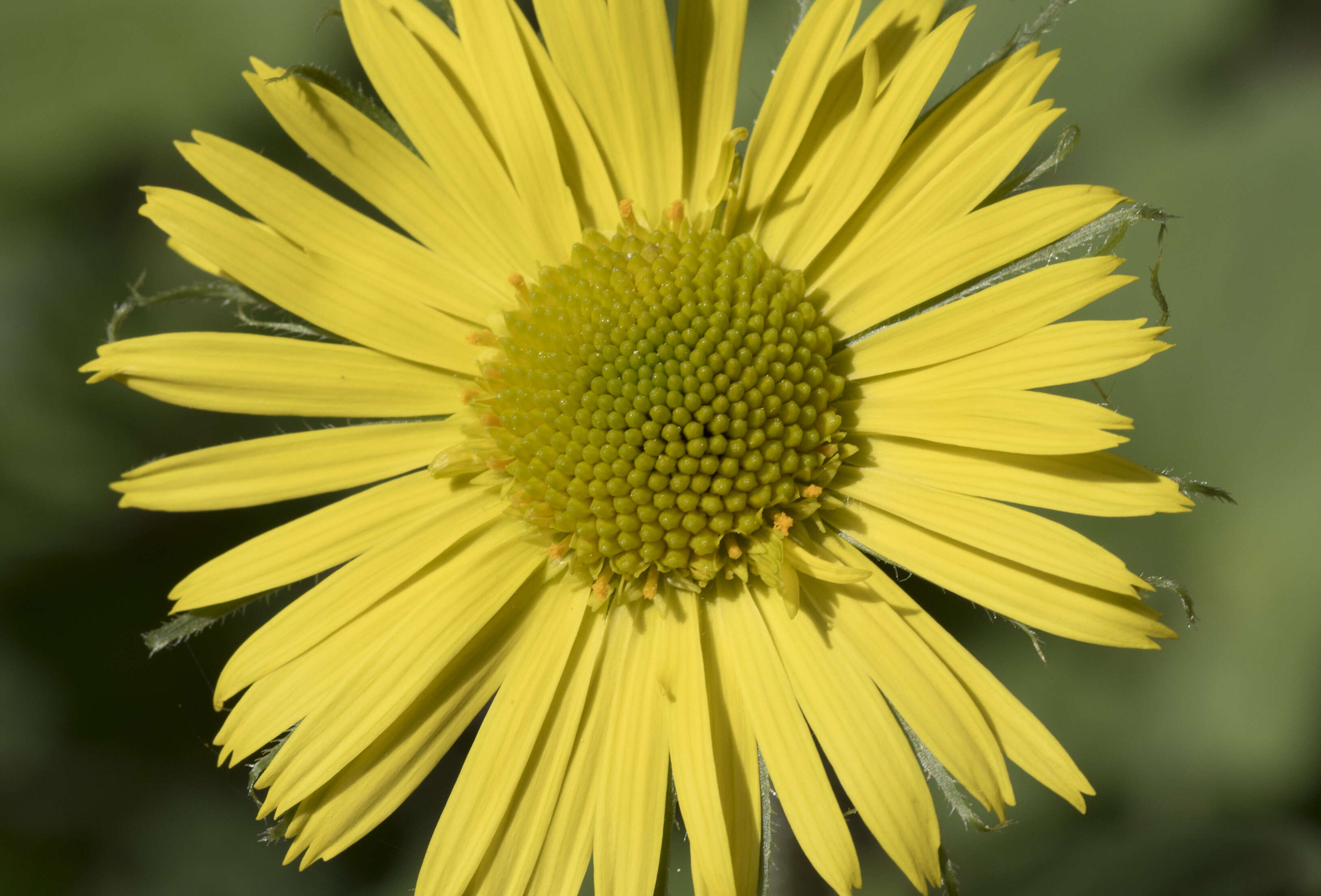 Imagem de Doronicum orientale Hoffm.