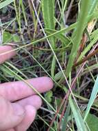 Imagem de Lobelia paludosa Nutt.