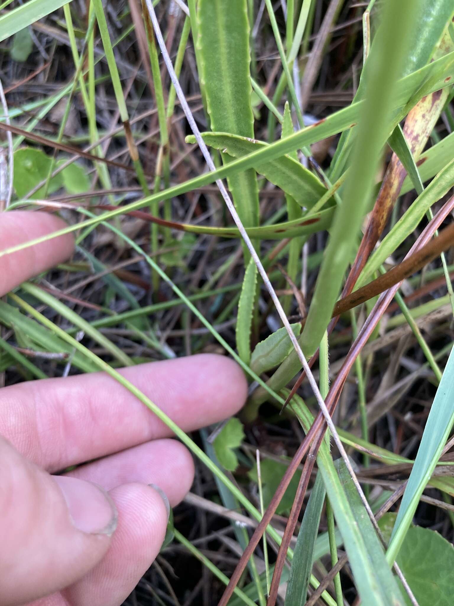 Imagem de Lobelia paludosa Nutt.