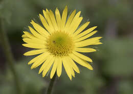 Imagem de Doronicum orientale Hoffm.