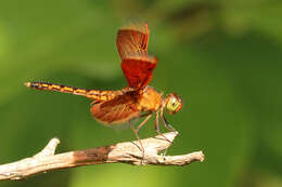 Image of Neurothemis fluctuans (Fabricius 1793)