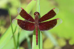 Image of Neurothemis fluctuans (Fabricius 1793)