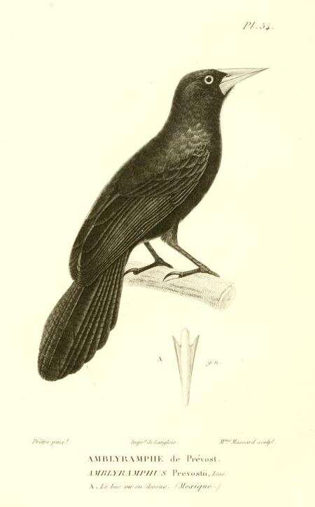 Image of Amblycercus Cabanis 1851
